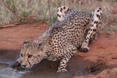 Gepard